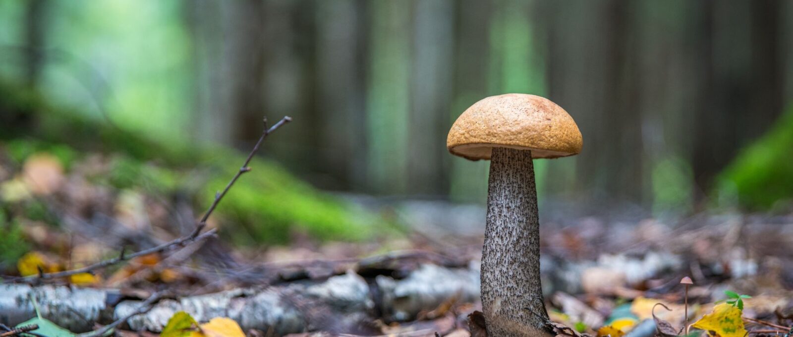 penis shaped like mushroom